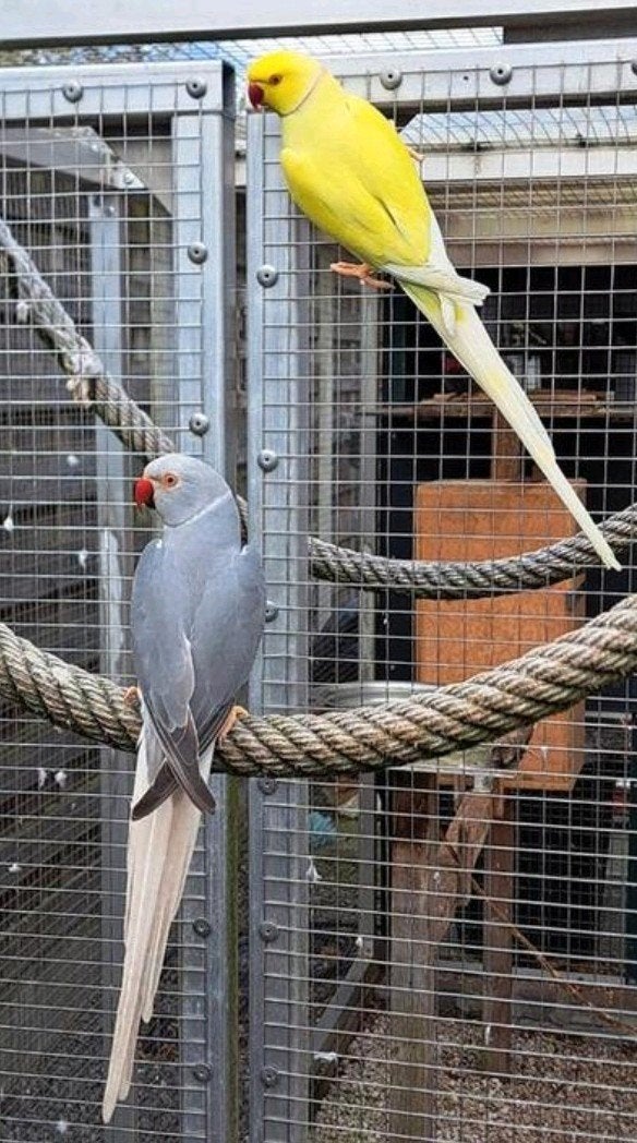 kweekrijp koppel halsbandparkieten, Dieren en Toebehoren