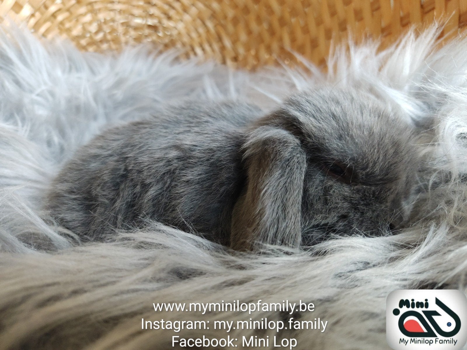 Minilop de race pure, lapin, bélier (transport possible), Animaux & Accessoires, Lapins, Mâle, Nain, Oreilles tombantes, 0 à 2 ans