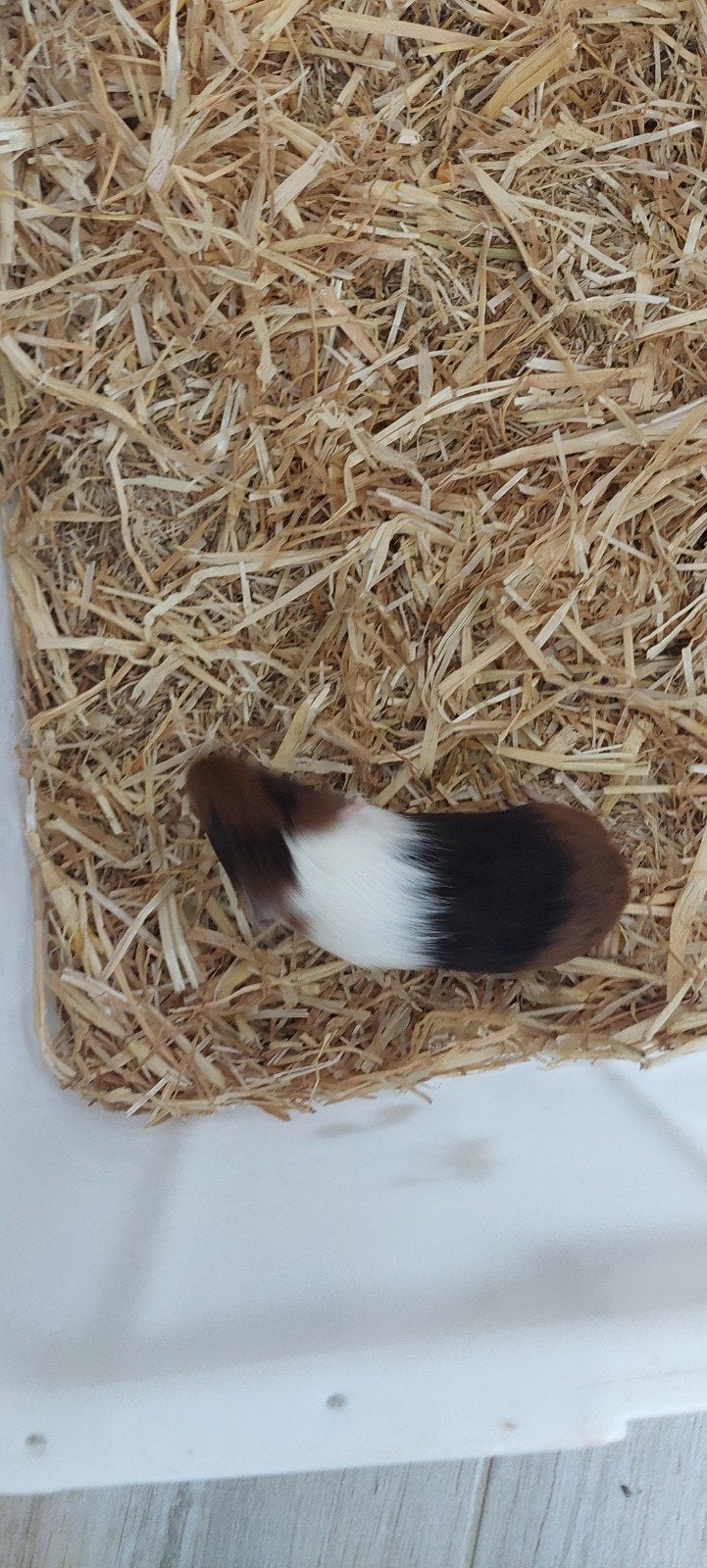 cavia zeugjes, Dieren en Toebehoren, Knaagdieren, Juli, Vrouwelijk, Cavia