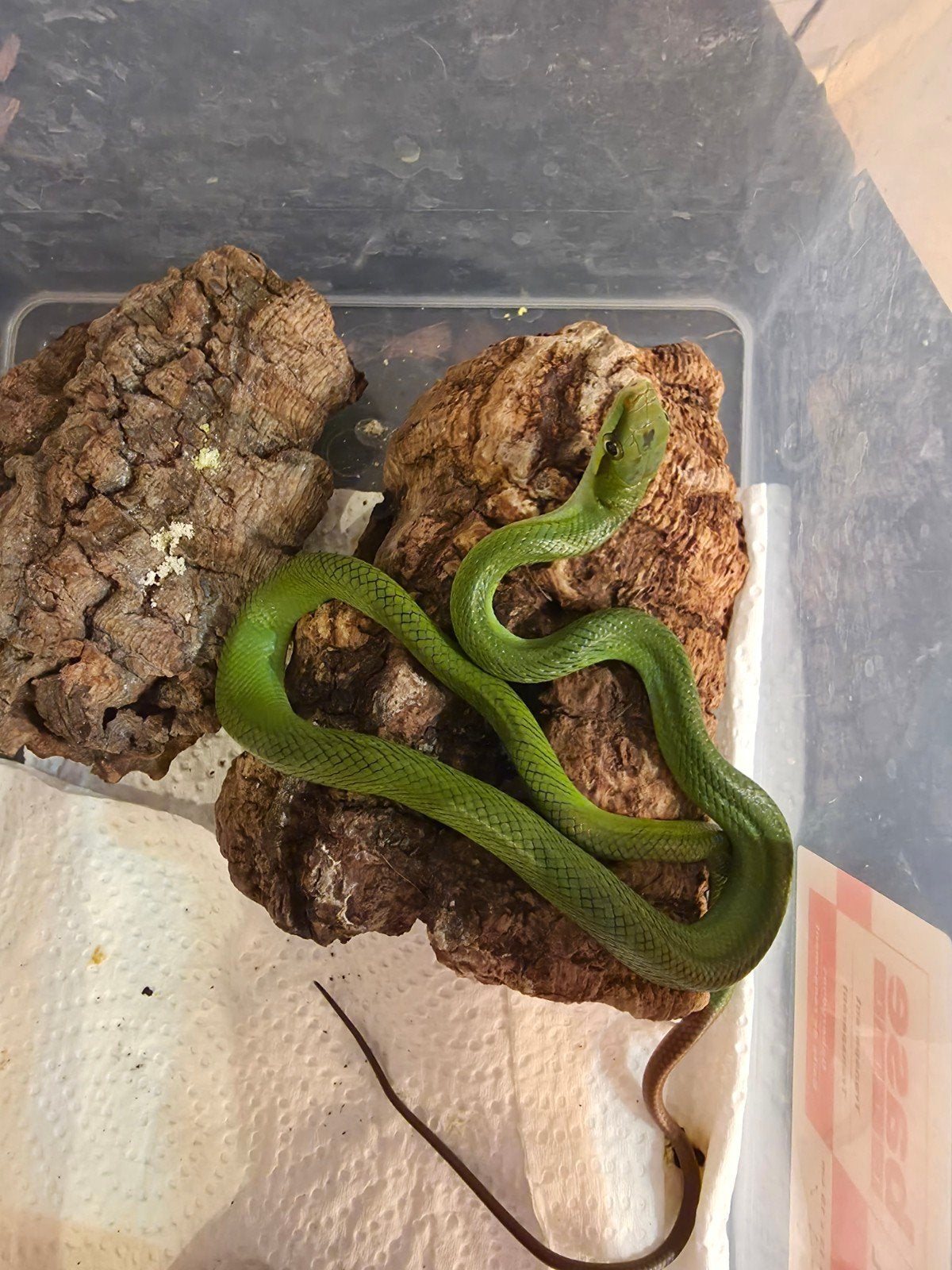 1.1 Gonyosoma Oxycephalum NC 26, Dieren en Toebehoren, Slang, 0 tot 2 jaar