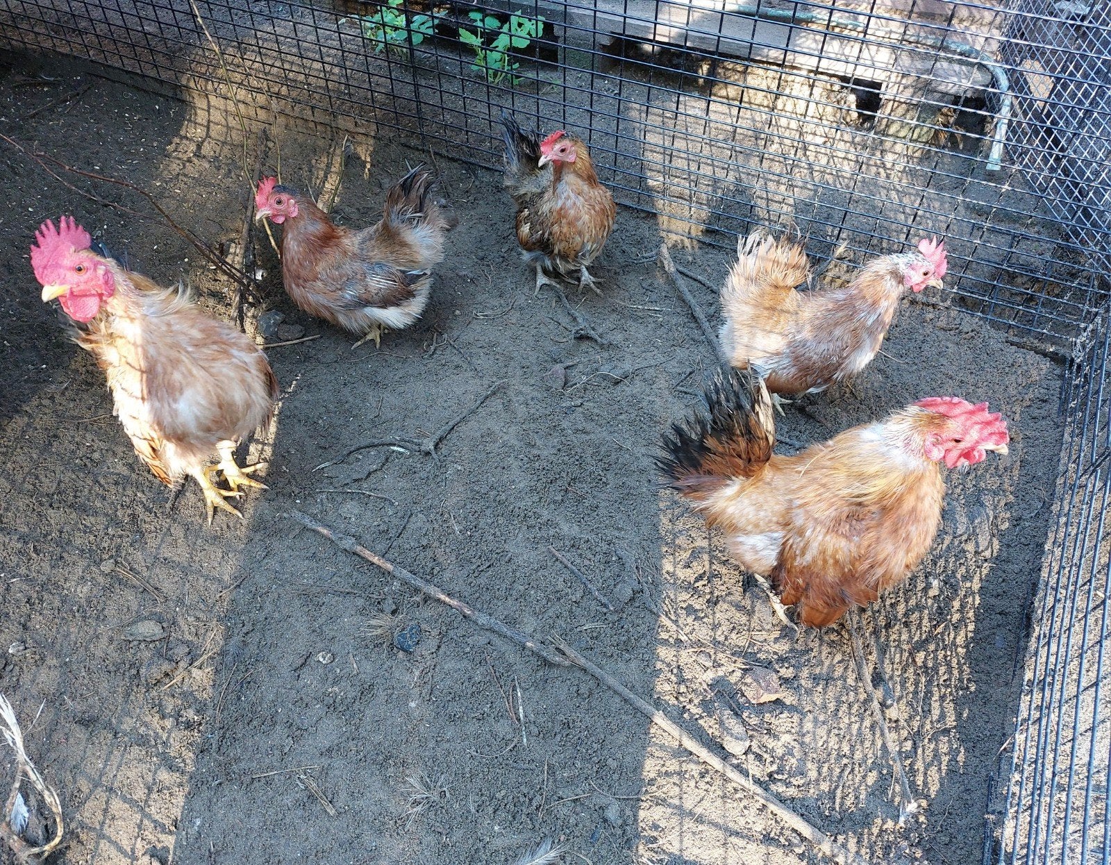 Setje zijdeveer serama's 2025, Dieren en Toebehoren, Meerdere dieren, Kip
