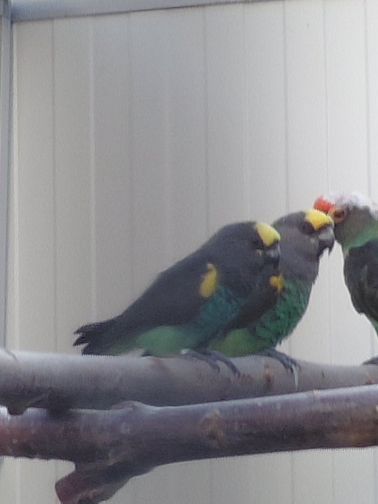 Kweekkoppel Meyer-papegaaien., Dieren en Toebehoren, Vogels | Parkieten en Papegaaien, Meerdere dieren, Papegaai, Geringd