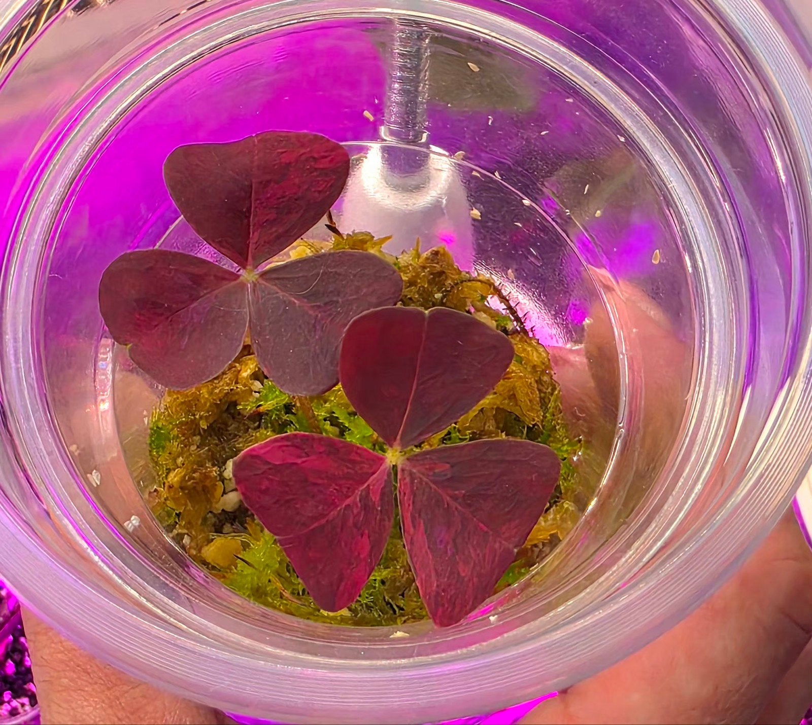 Oxalis Triangularis pink variegata (3), Huis en Inrichting, Kamerplanten, Ophalen of Verzenden