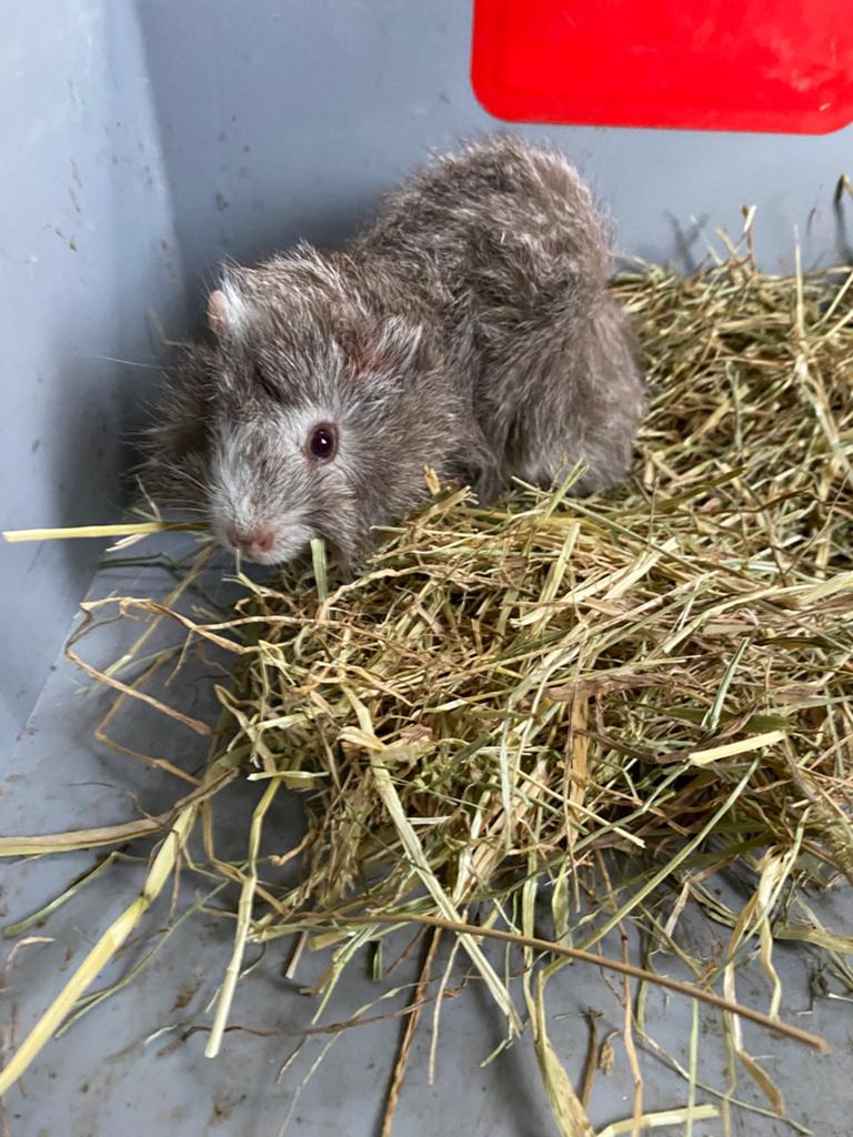 Borstelharig cavia mannetje 4 weken oud, Dieren en Toebehoren, Knaagdieren, Cavia, April, Mannelijk, Tam