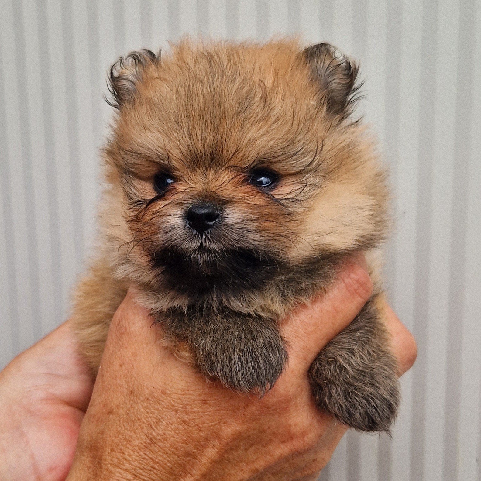 pomeranian pomeriaan dwergkees pups raszuiver, Loulou, Maladie de Carré (chiens), Chienne, Belgique