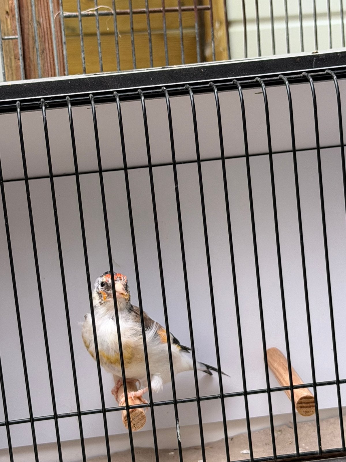 Jonge putters (Distelvinken), Meerdere dieren, Wildzangvogel, Geringd