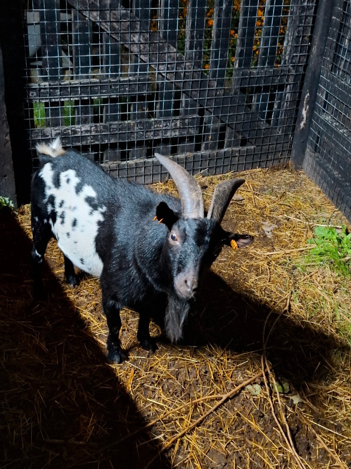 zeer mooie dwergbok, Dieren en Toebehoren