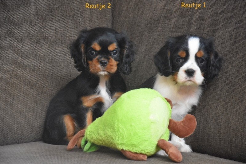 Prachtige Cavalier pupjes, Dieren en Toebehoren, Parvo, België, Reu, 8 tot 15 weken