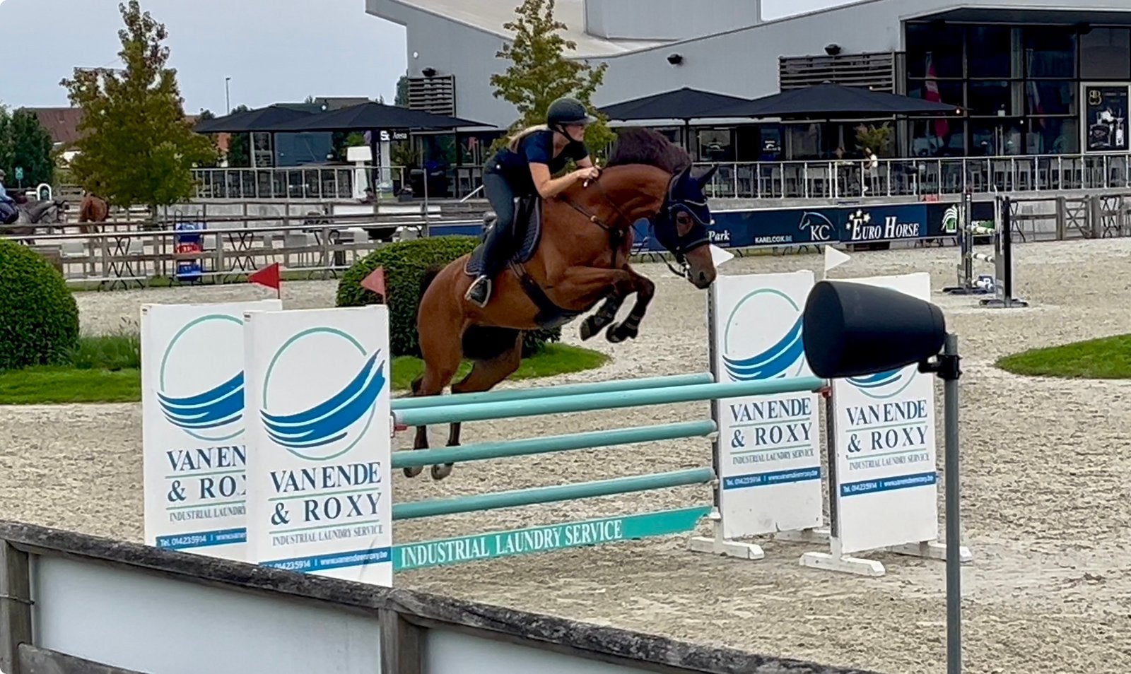 Talentvolle 7-jarige springmerrie, Dieren en Toebehoren, Merrie, Springpaard, Met stamboom, M
