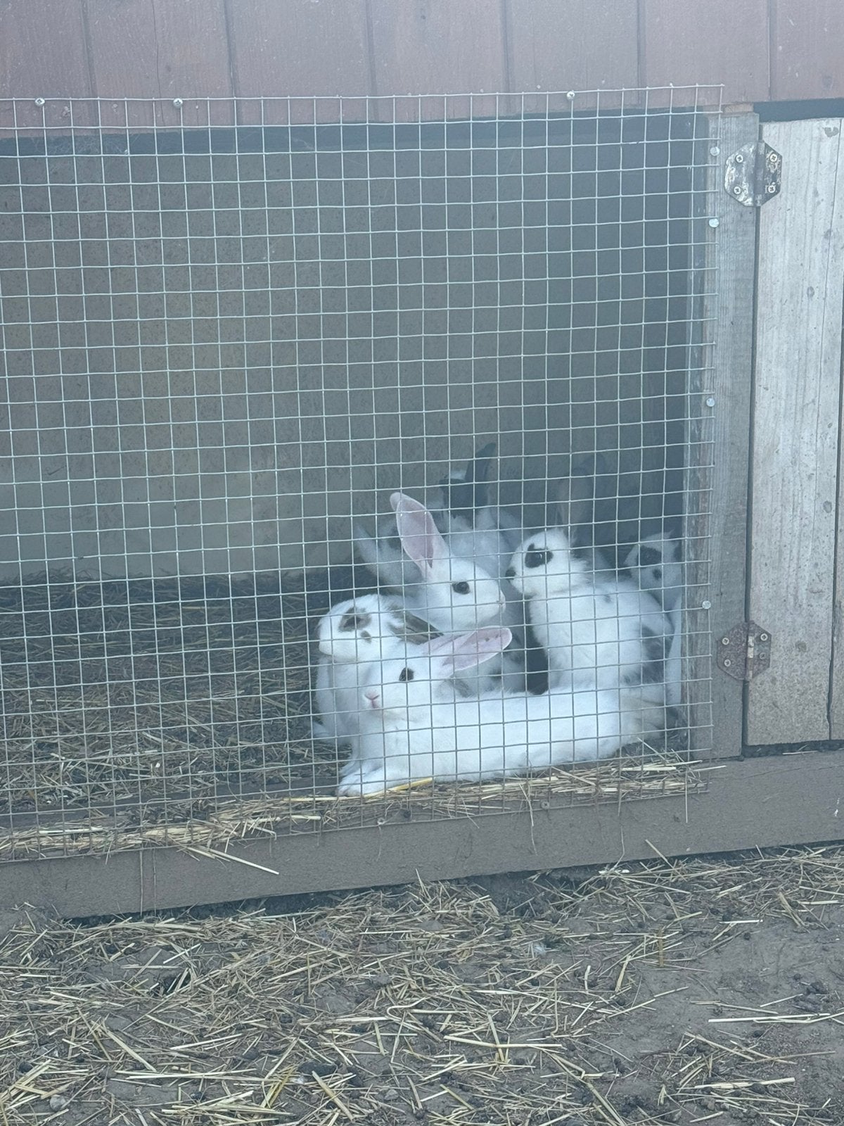 Konijnen, Dieren en Toebehoren, Ophalen, Zo goed als nieuw