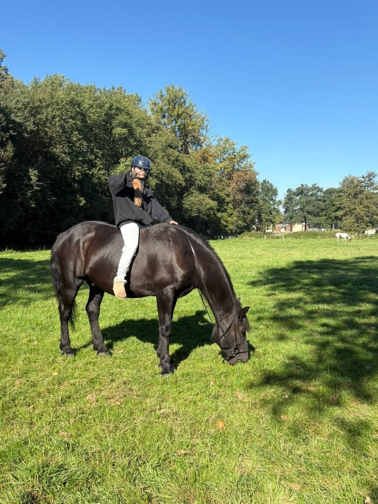 Zeer lieve Ruin, Dieren en Toebehoren, Gechipt, Ruin, Zadelmak, 170 tot 175 cm