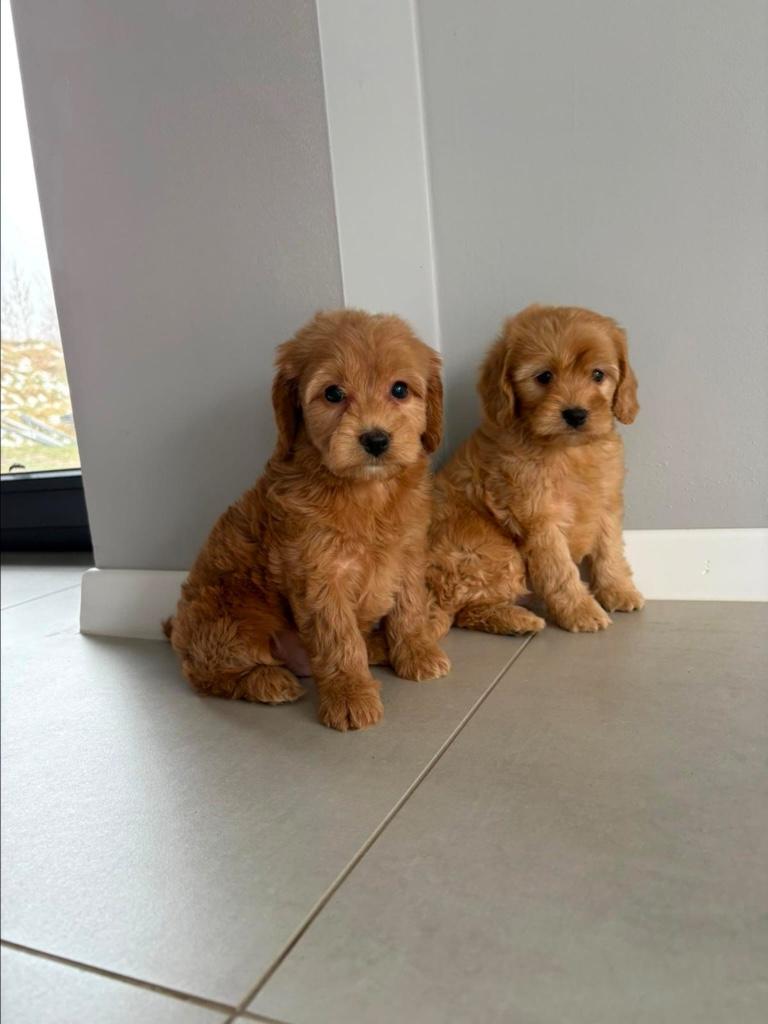 Cockapoo pups nieuw nestje, 15 weken tot 1 jaar, Buitenland, Parvo, Meerdere