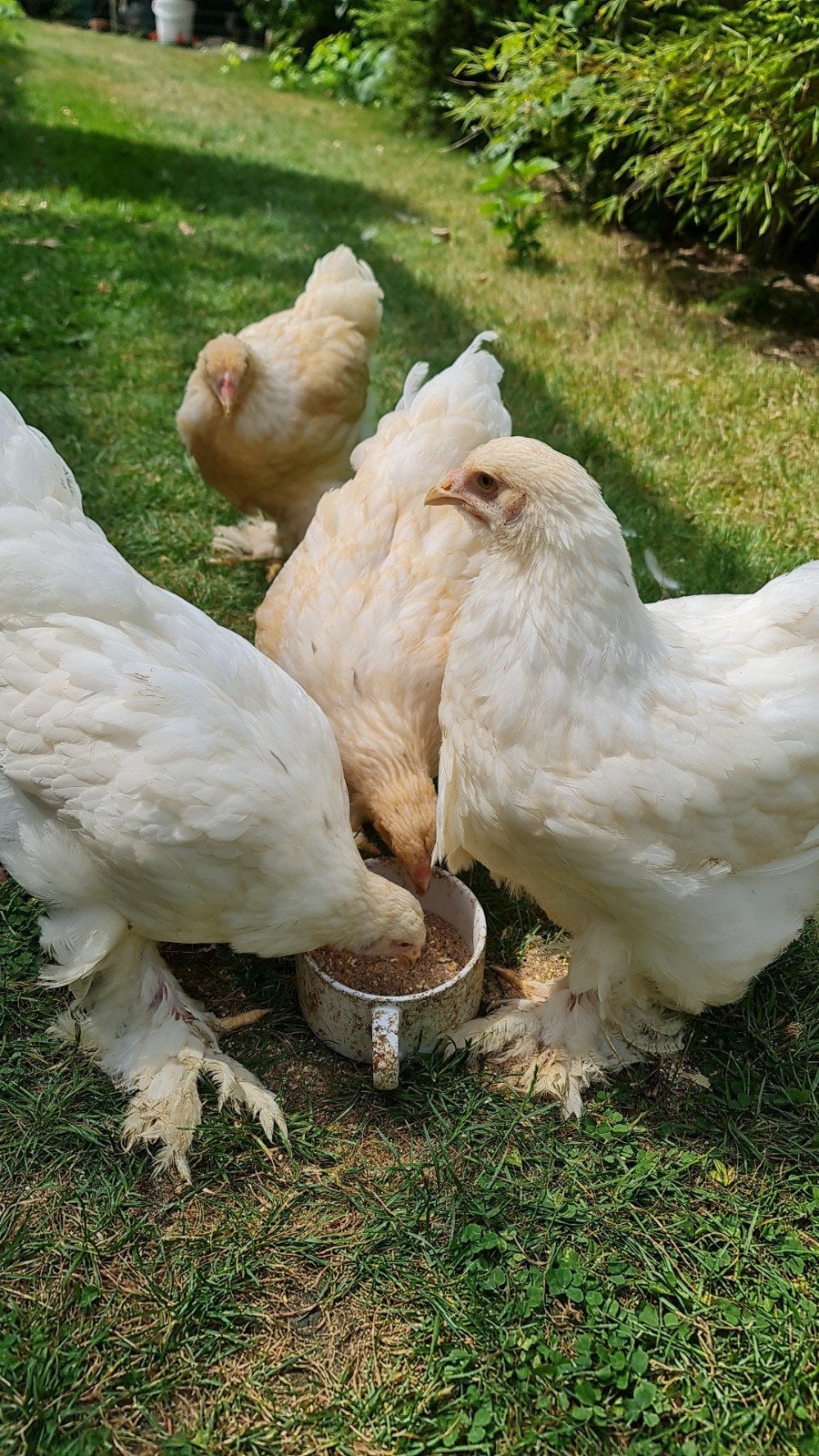 Brahma lemon pyle raszuiver 1 haan met 3 hennen., Dieren en Toebehoren, Meerdere dieren, Kip