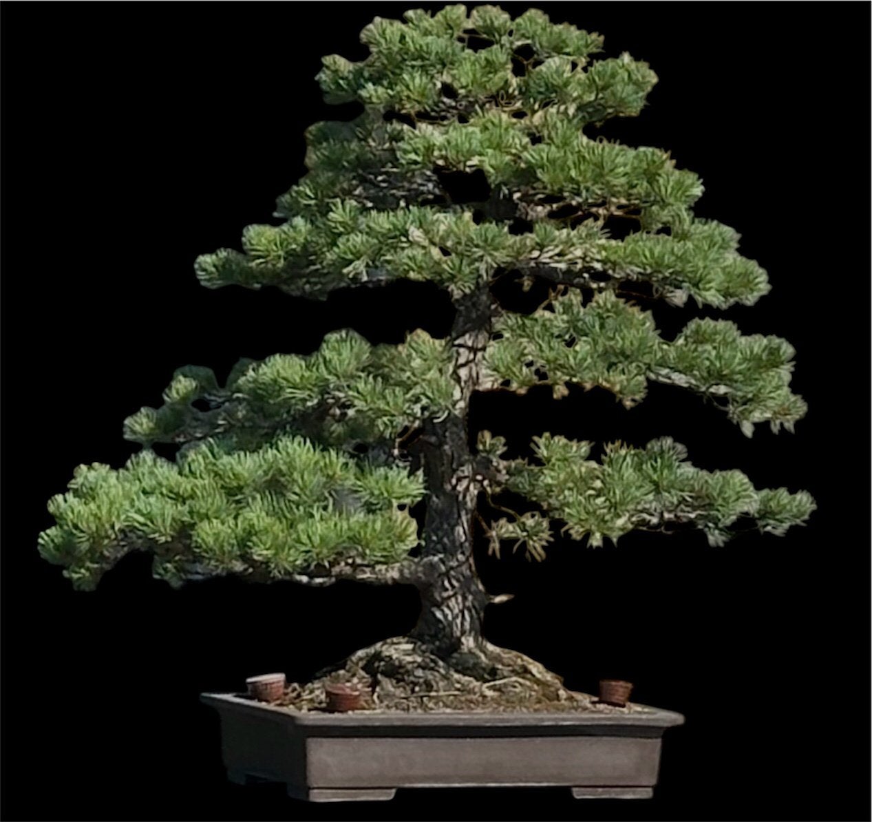 Bonsai pinus parviflora, Tuin en Terras, Ophalen