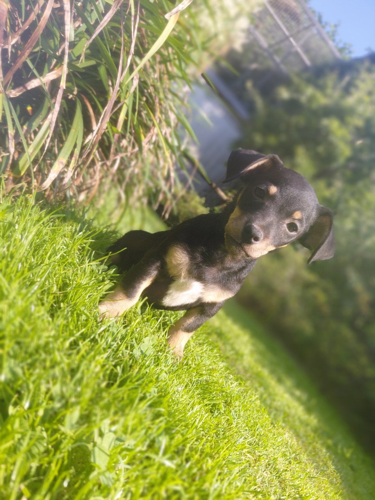 Super stoere jack russel pups !!!, 8 à 15 semaines, Particulier, Parvovirose, Plusieurs