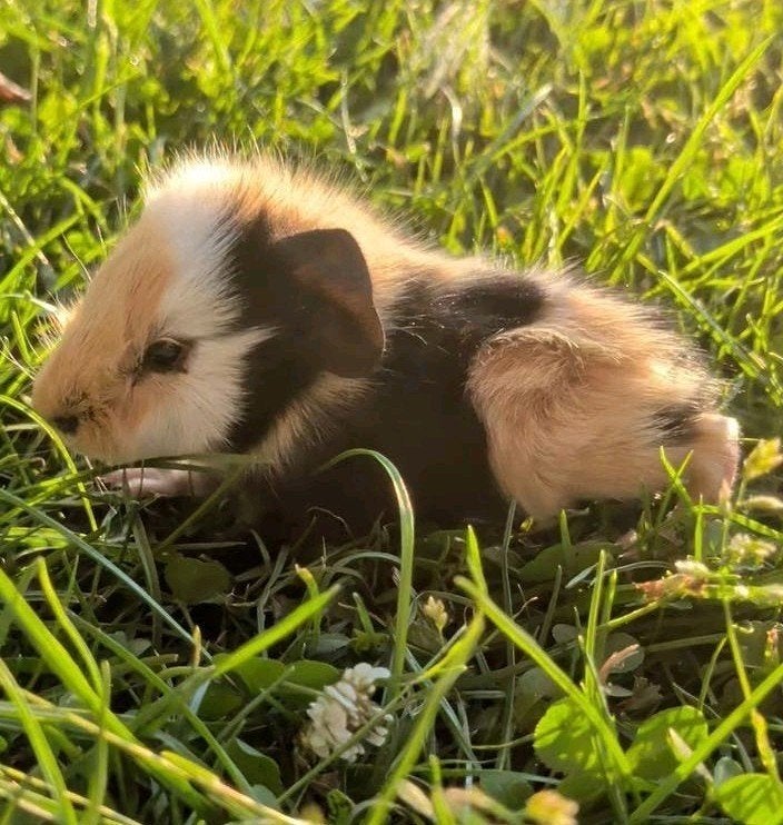 Baby borstelharige cavia beertjes mannetjes te reserveren, Dieren en Toebehoren, Knaagdieren, Cavia, Augustus, Mannelijk, Tam