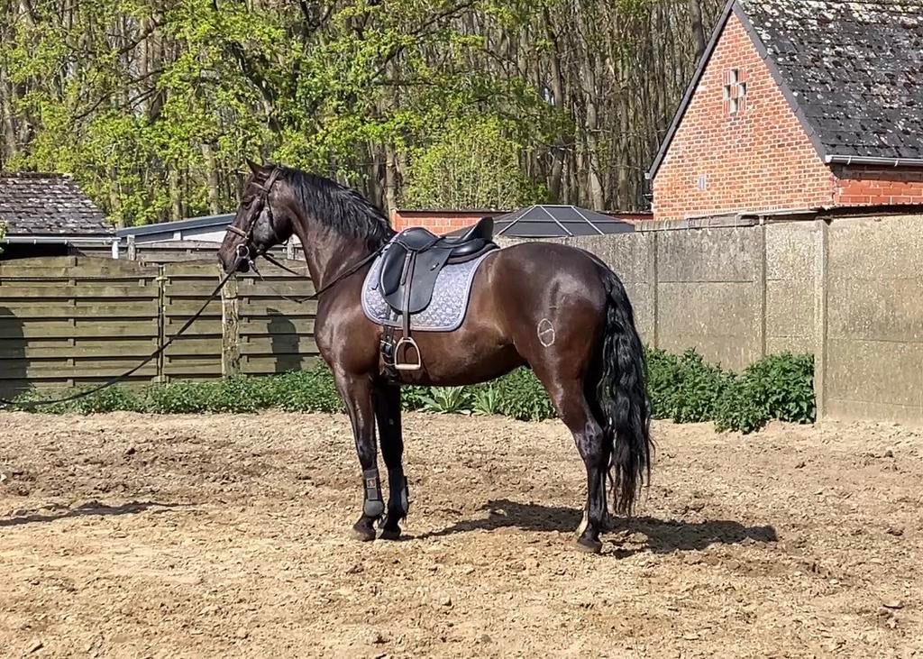 Pre ruin, Dieren en Toebehoren, Ruin, ZZ, Met stamboom, 11 jaar of ouder