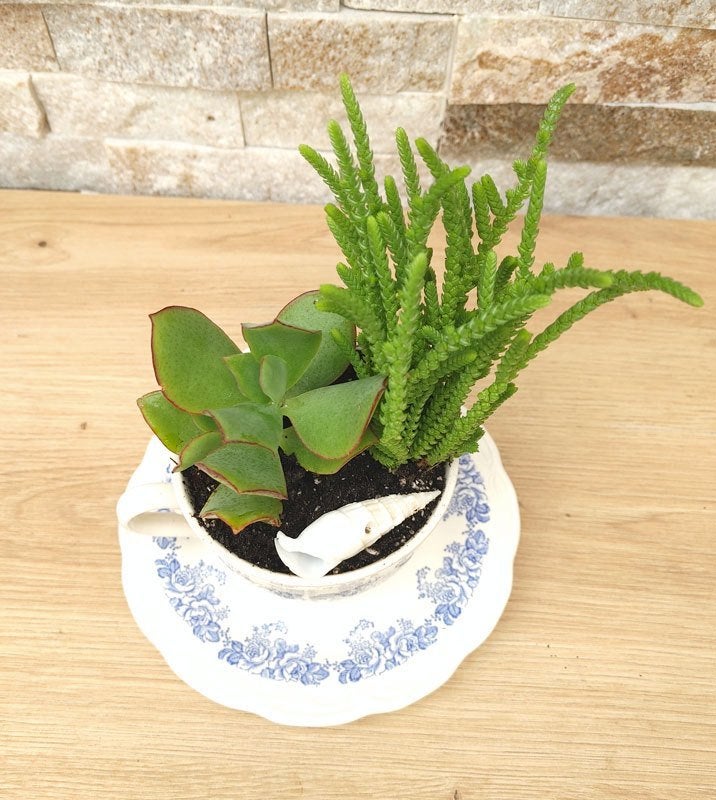 Prachtige vetplanten in theekopjes., Ophalen, Vetplant, Halfschaduw, In pot
