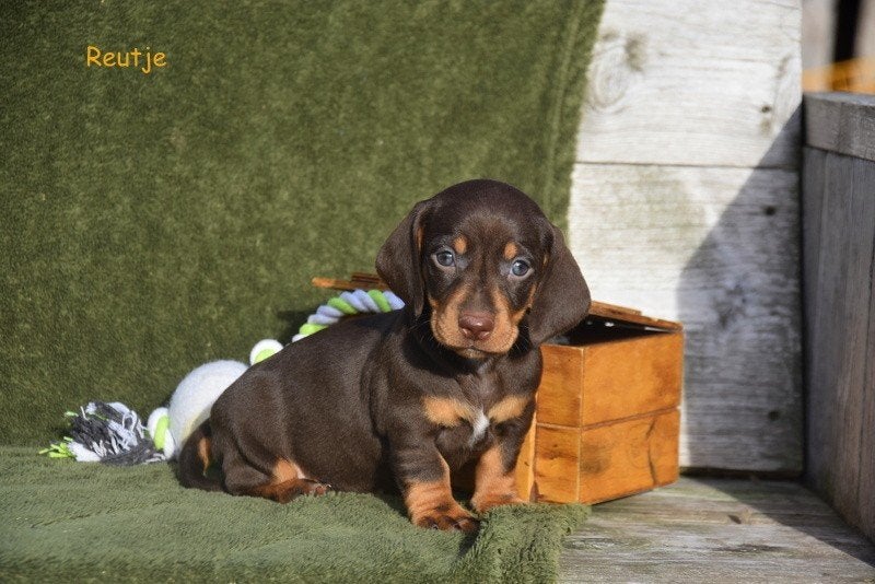 Prachtige kortharige Dwergteckel pups, Dieren en Toebehoren, België, CDV (hondenziekte), 8 tot 15 weken, Korthaar