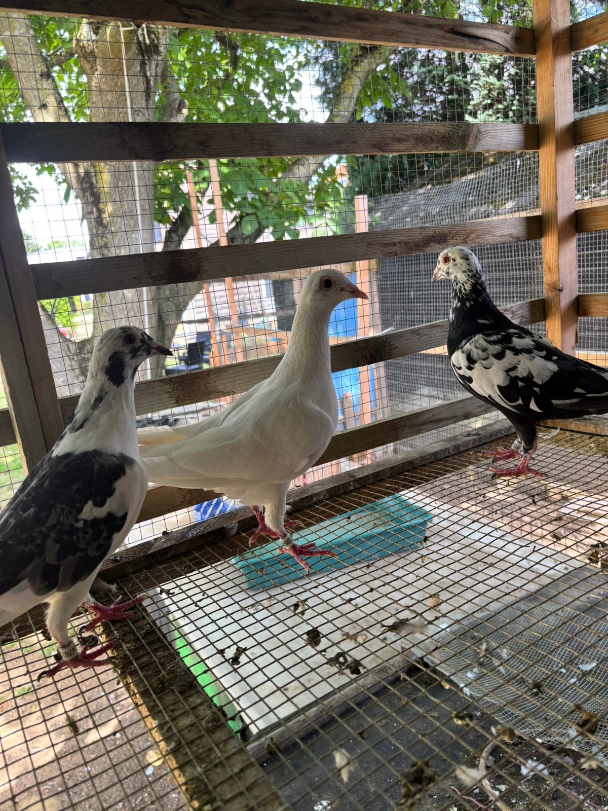 Jonge kleurpostduiven te koop/reserveren