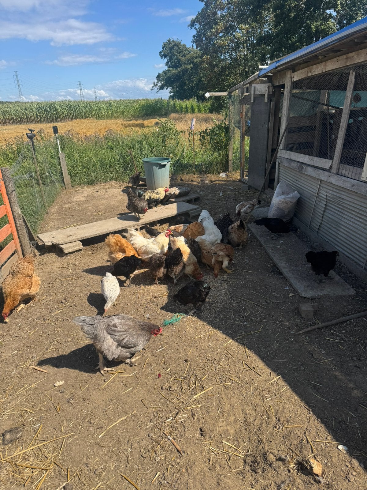 30 kippen te koop, Poule ou poulet