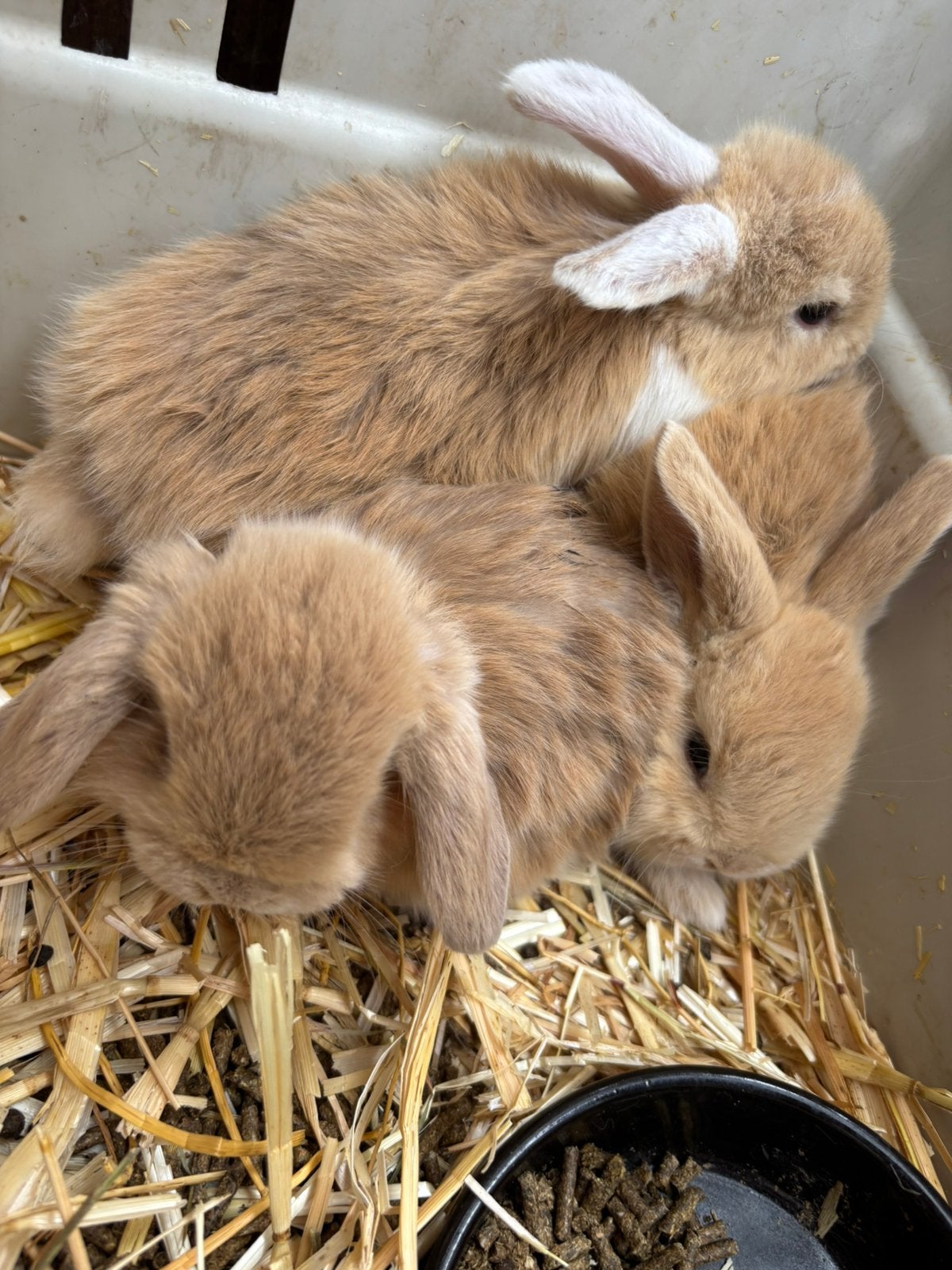 Mini lopjes zeer kleintjes ,  EVENTUEEL VOLLEDIG NEST, Dieren en Toebehoren, Konijnen, Meerdere dieren, Dwerg, Hangoor, 0 tot 2 jaar