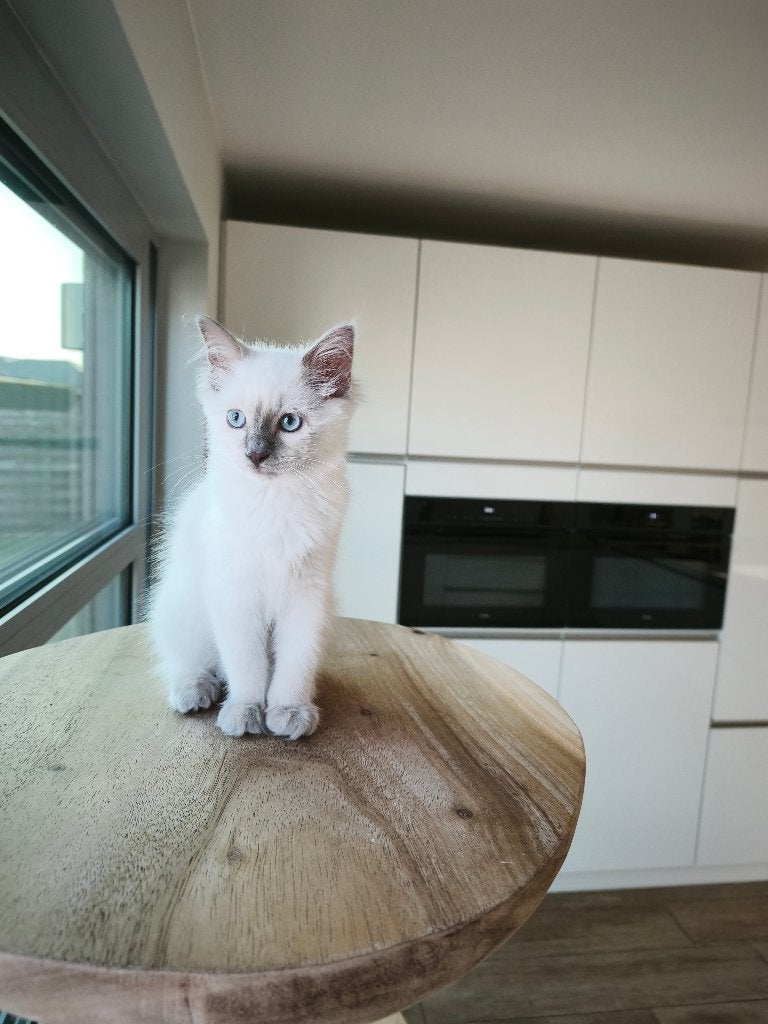 Ragdoll kittens, Chatte ou Chat, Avec pedigree, 0 à 2 ans