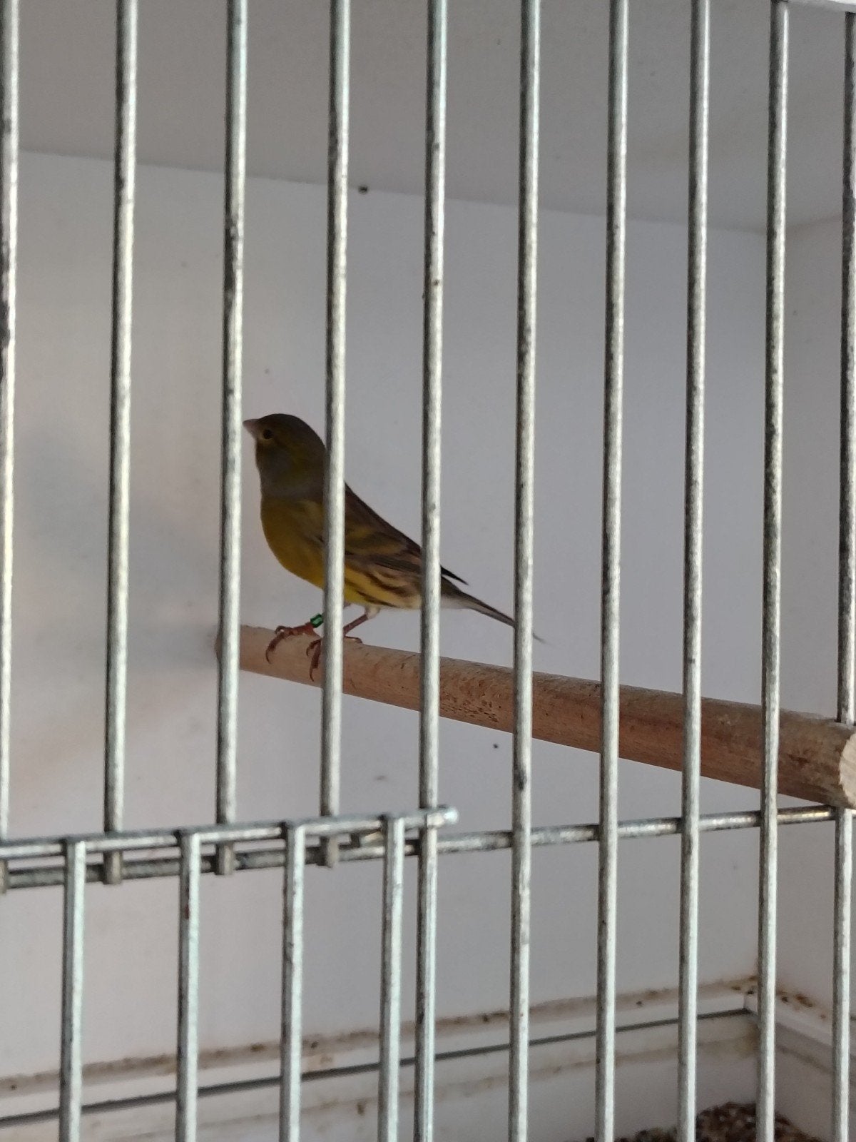 wilde kanarie