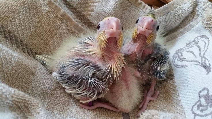jonge valkparkiet voor handopfok, Dieren en Toebehoren
