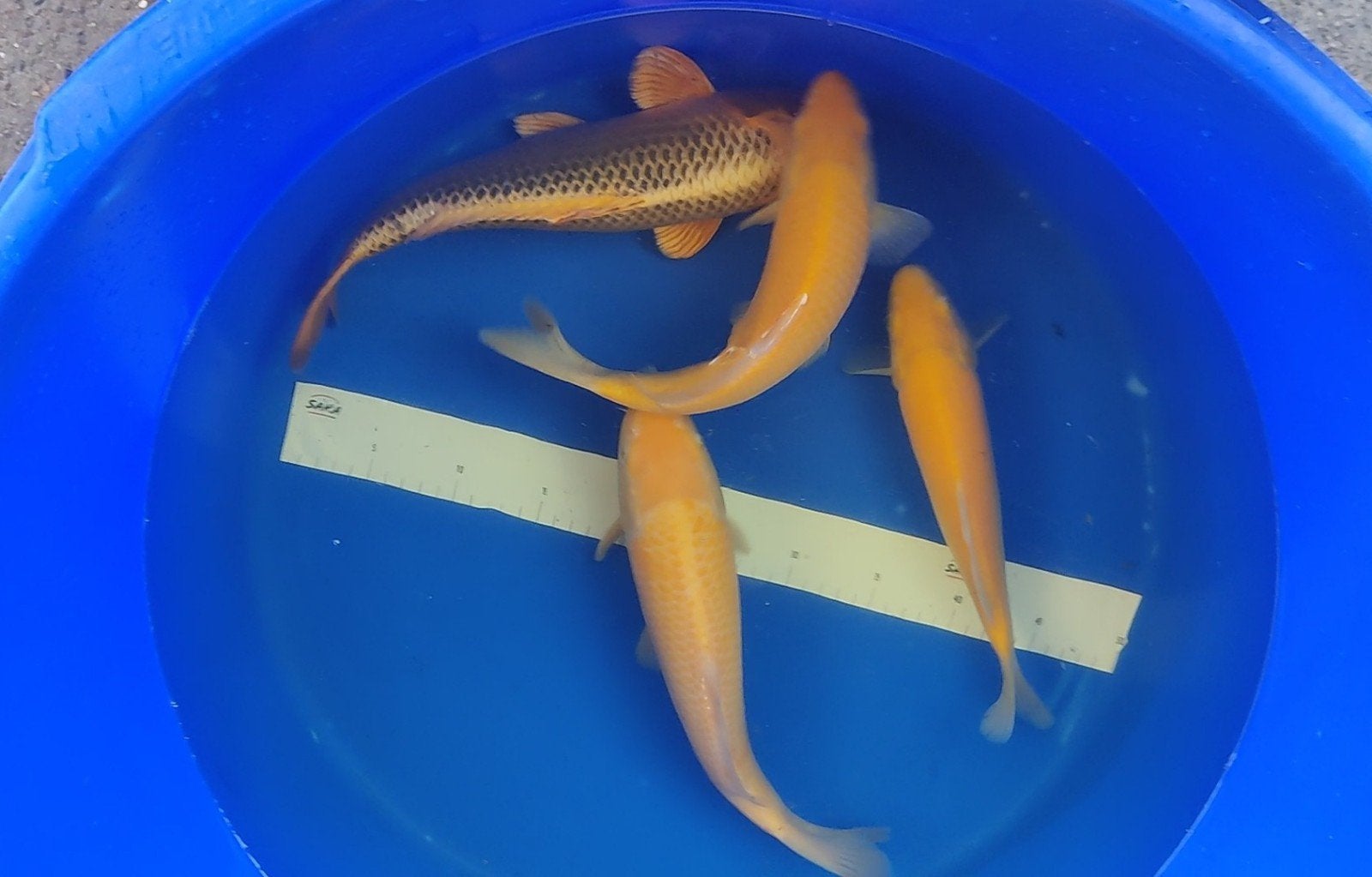 karashigoi, Animaux & Accessoires, Poissons | Poissons d'étang