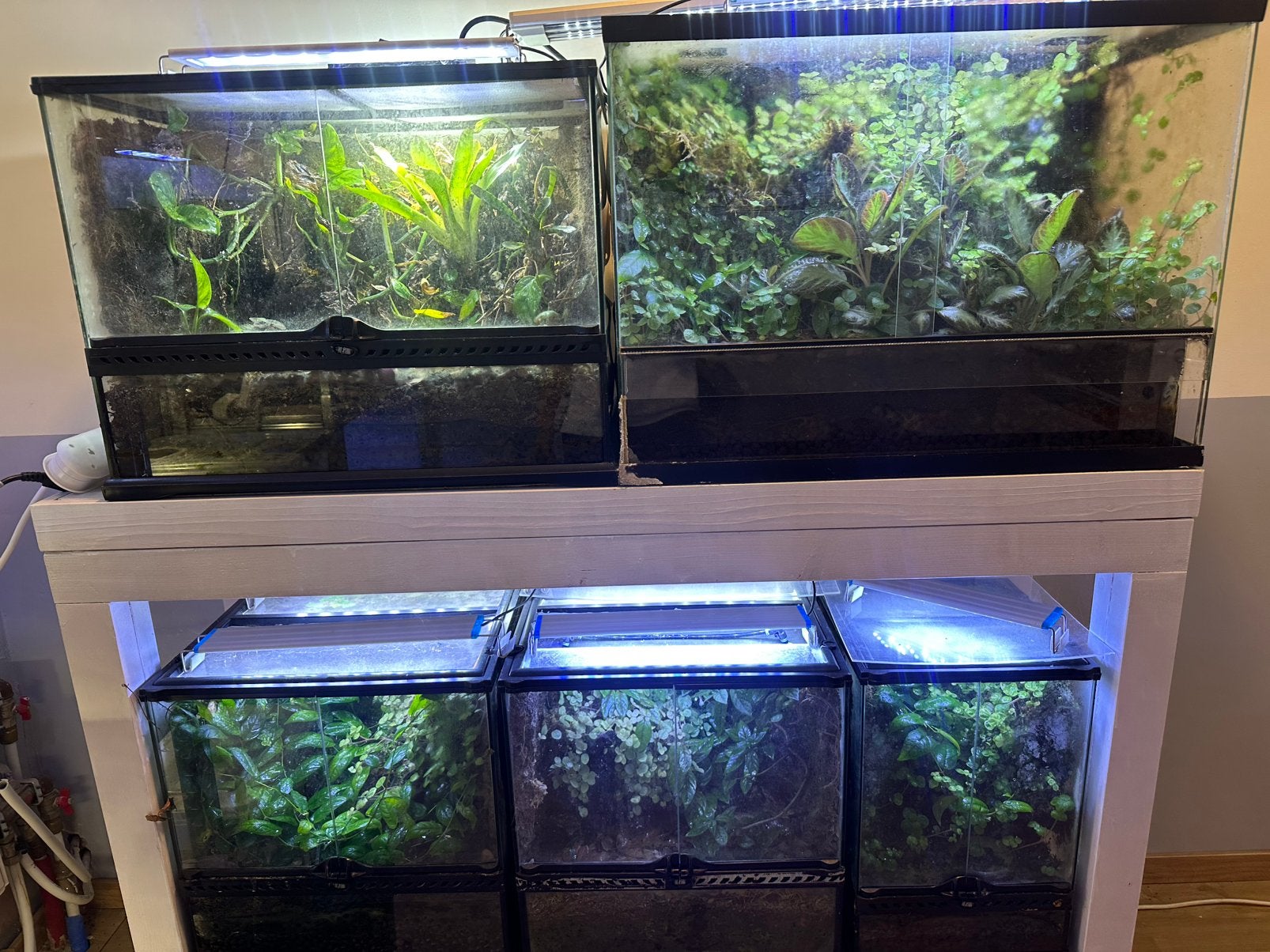 Terrariums + pijlgifkikkers, Enlèvement, Utilisé, Terrarium ou Paludarium