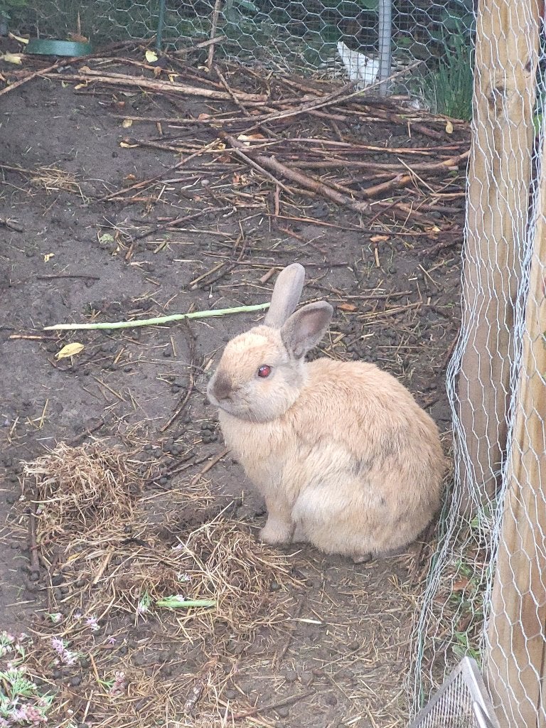 Konijn, Dieren en Toebehoren, Konijnen, Mannelijk, Middelgroot, 0 tot 2 jaar