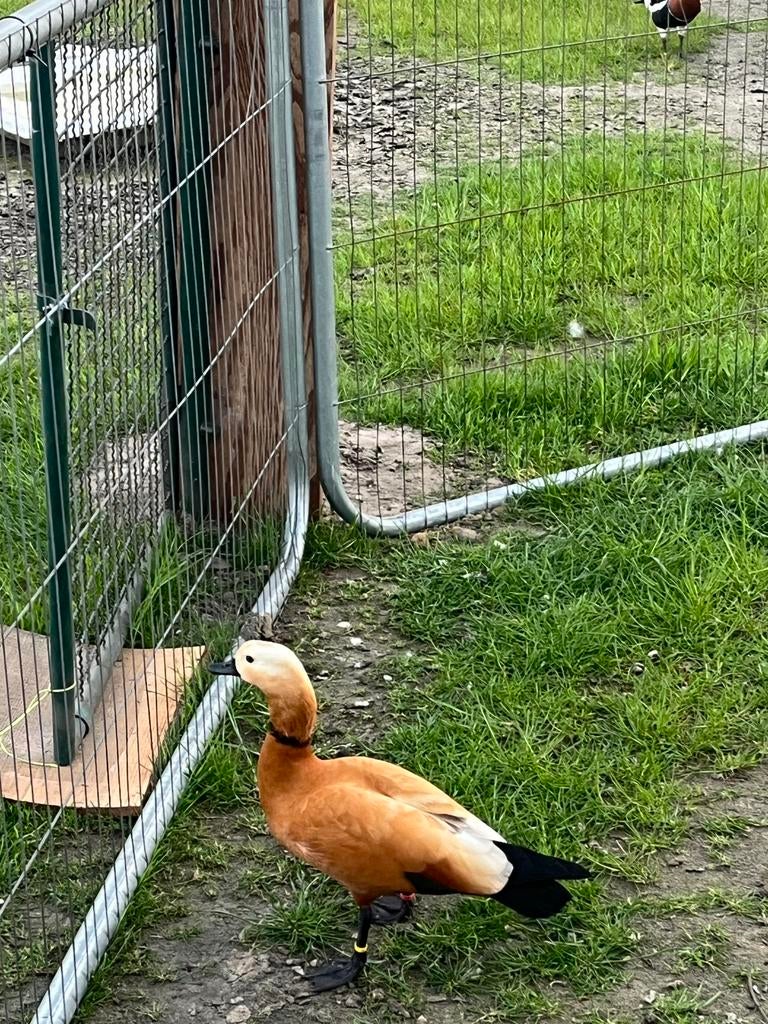 Casarca gans, Dieren en Toebehoren, Pluimvee, Mannelijk, Gans of Zwaan