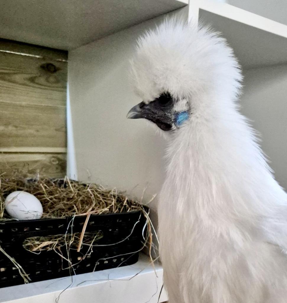 3 sierkippen en 1 legkip te koop, Dieren en Toebehoren, Vogels | Overige Vogels