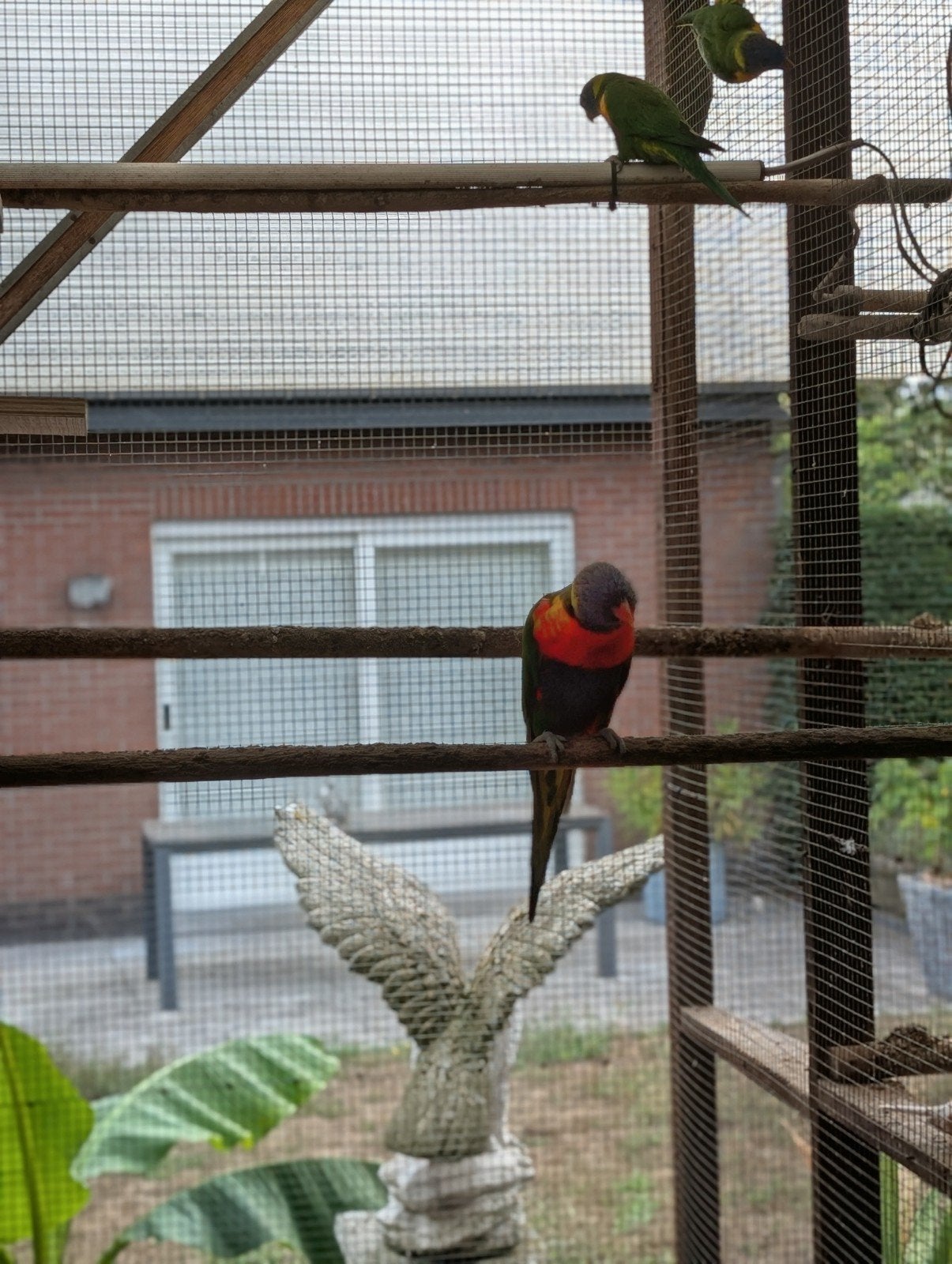 lori van de blauwe bergen, Dieren en Toebehoren