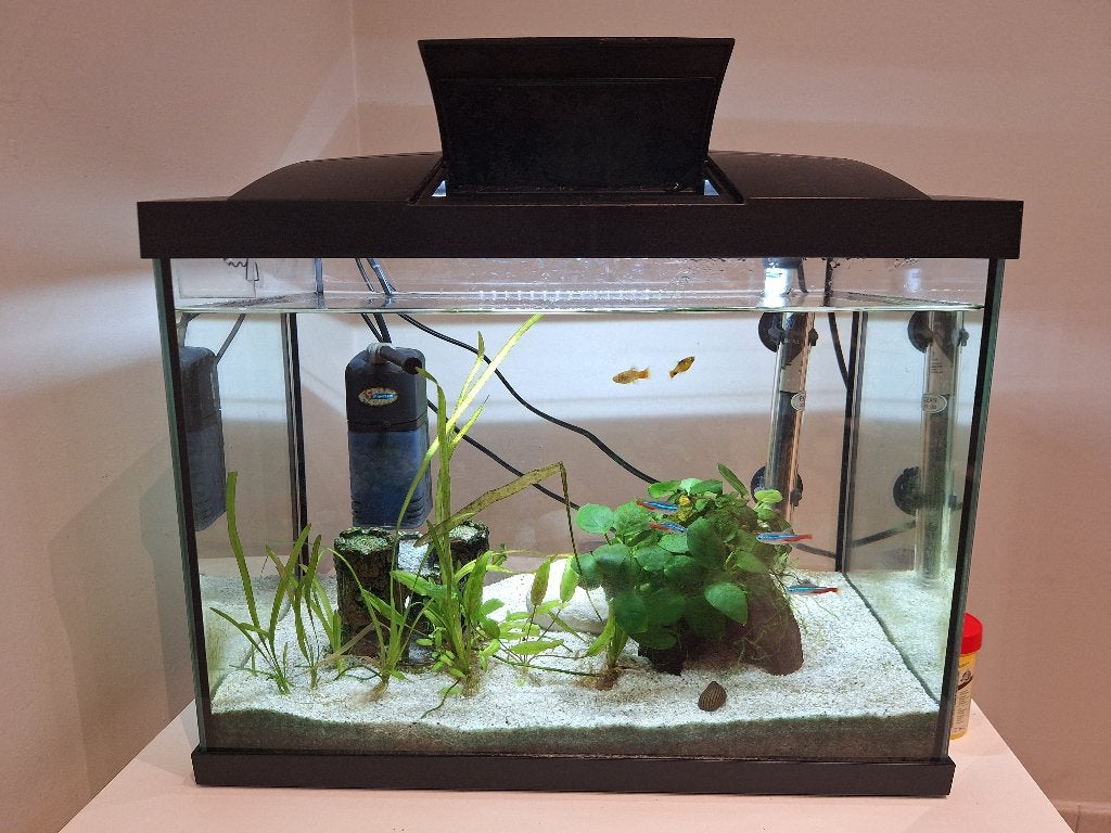 Compleet aquarium 40l - perfecte staat, Enlèvement, Poissons inclus, Comme neuf, Aquarium d'eau douce rempli