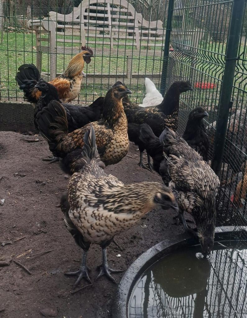 Bonte Hmong broedeieren, Dieren en Toebehoren