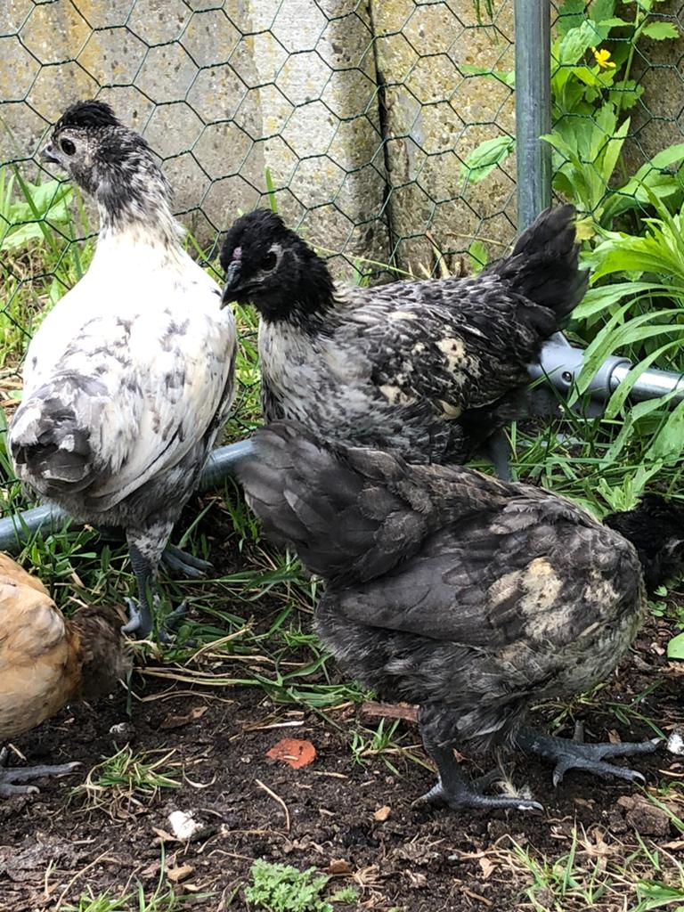 5 haantjes gratis, Dieren en Toebehoren, Pluimvee