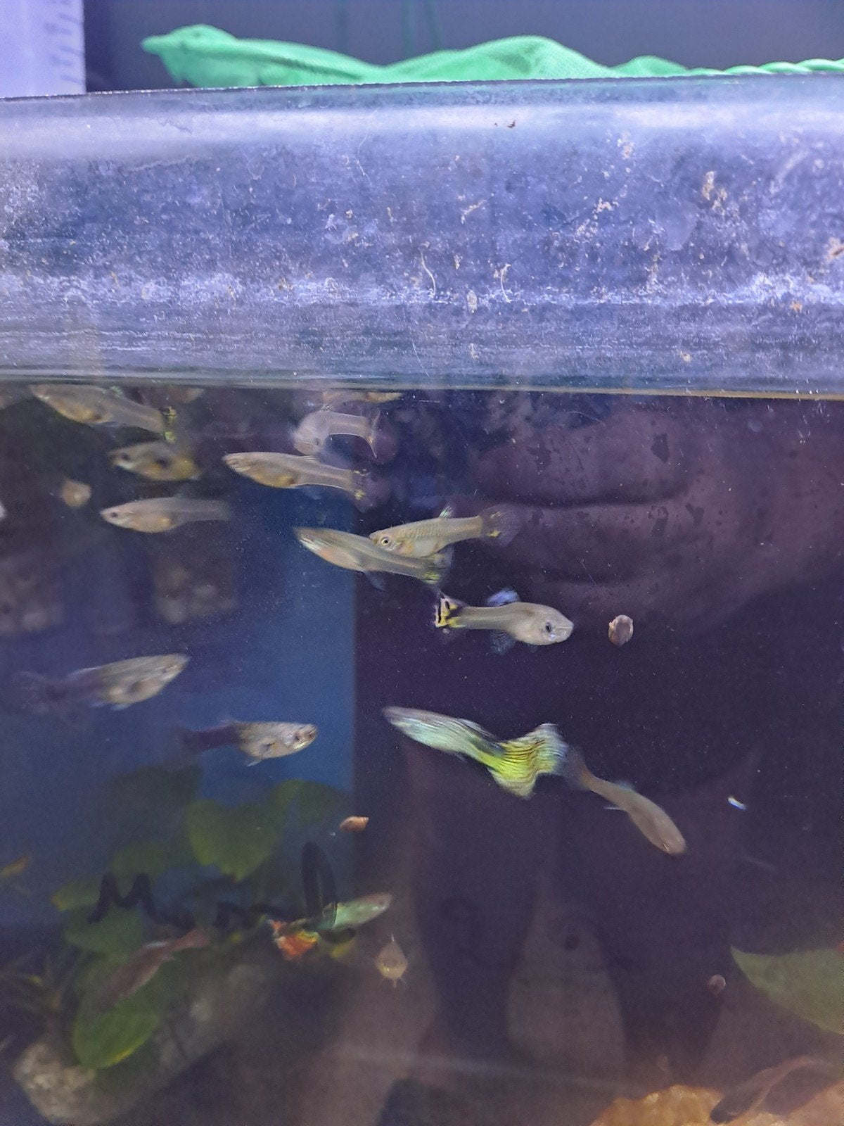 guppy's te koop, Dieren en Toebehoren