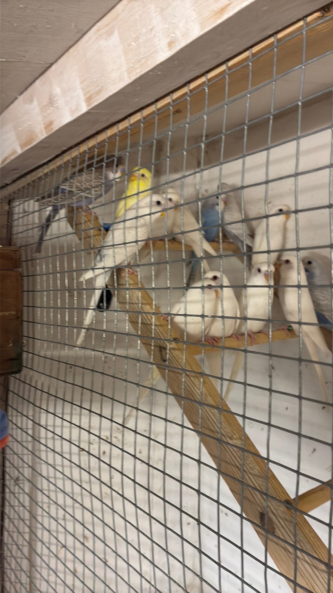 Witte grasparkieten, Dieren en Toebehoren