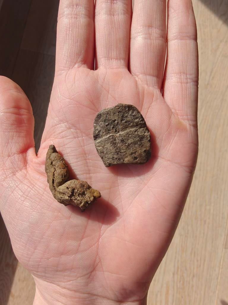 Lot van 2 fossielen coproliet en schildpadden schildplaatje, Enlèvement ou Envoi