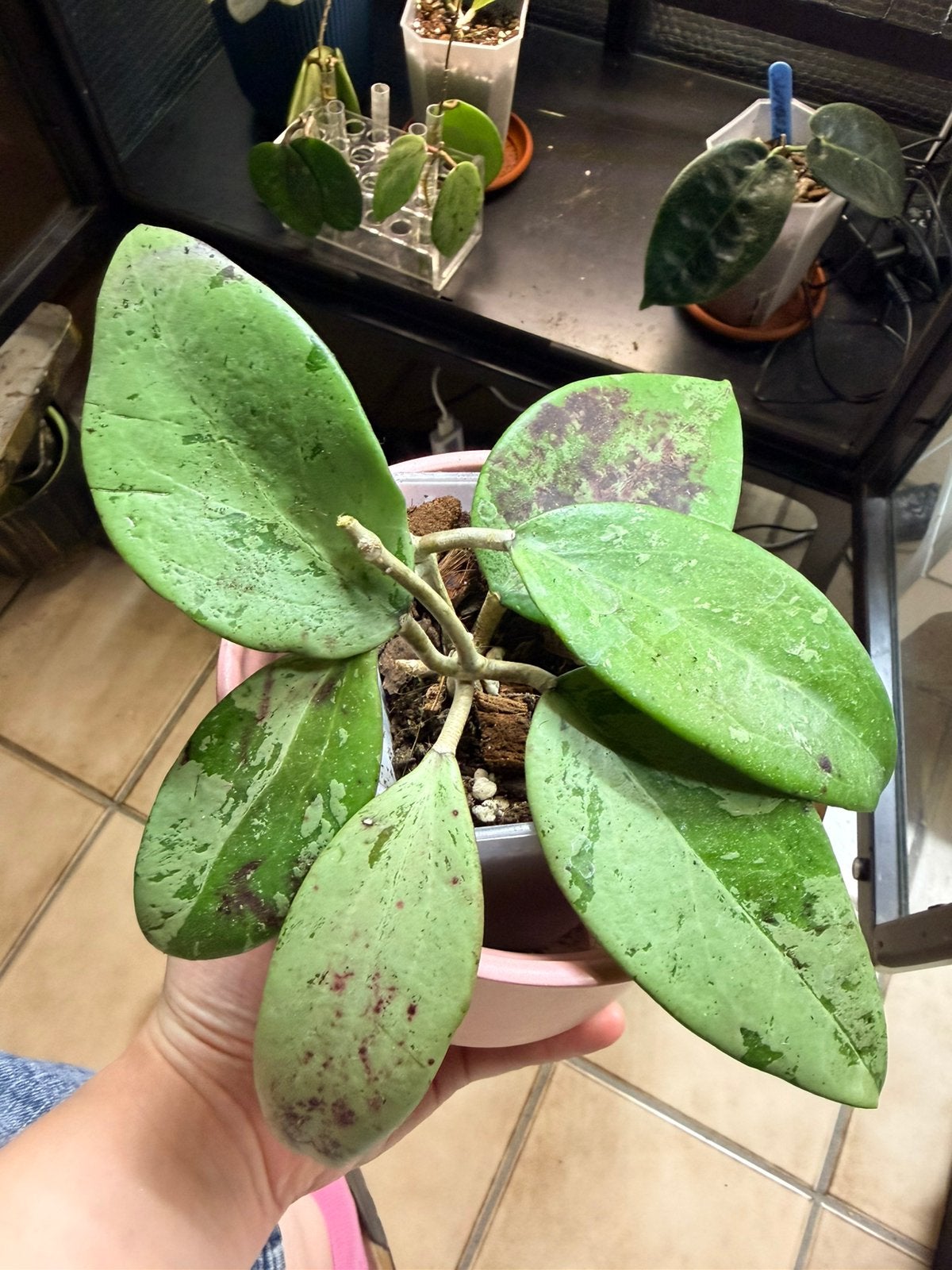 Hoya thiên phúc silver stekken (Rare), Maison & Meubles, Plantes d'intérieur, Envoi
