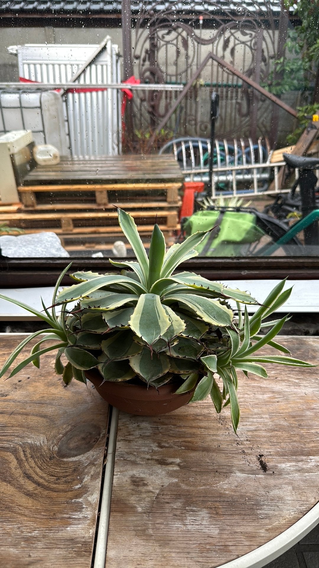 Agave potatorum ‘Eye Scream’, Ophalen