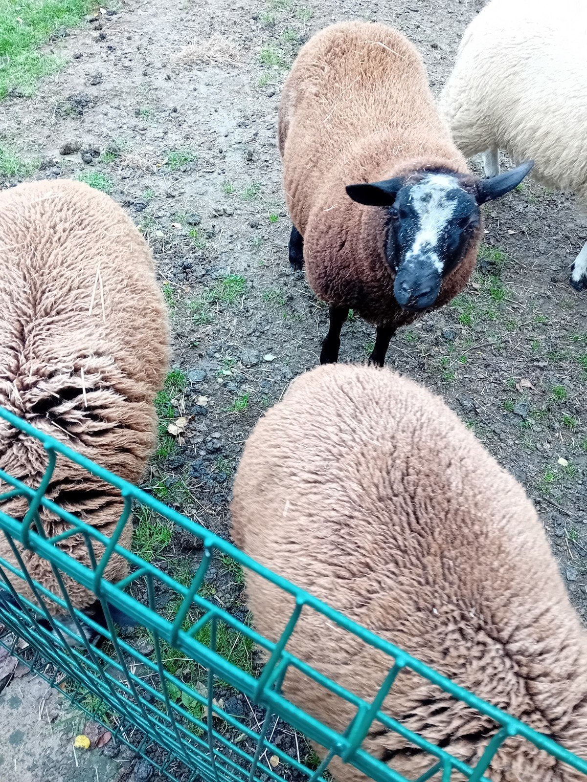 av moutons, Animaux & Accessoires, Enlèvement