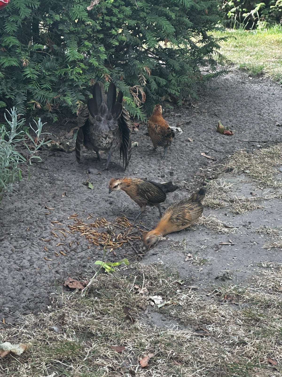 Krielkippen - gratis jonge kippen (7 weken), Dieren en Toebehoren, Meerdere dieren, Kip