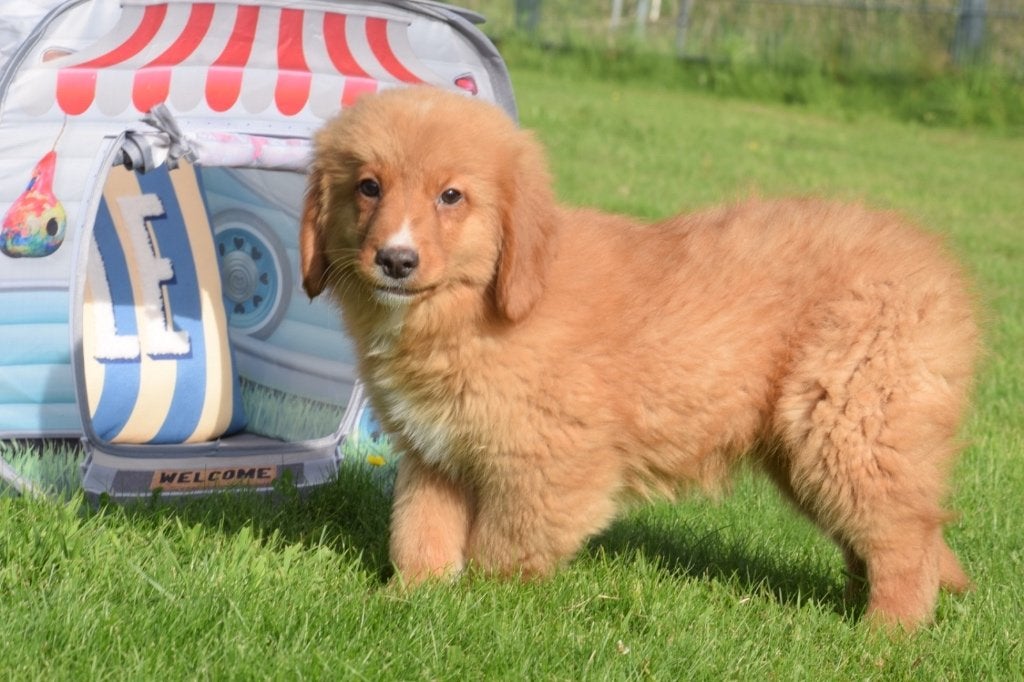Chiots Duck Tolling Retriever de la Nouvelle-Écosse, Animaux & Accessoires, Chiens | Retrievers, Épagneuls & Chiens d'eau, Plusieurs animaux