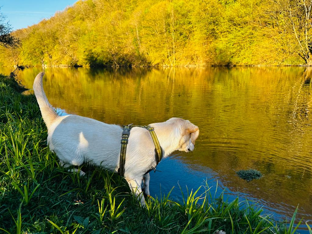 Harnas tuig hond M, Dieren en Toebehoren, Hondenriemen, Ophalen of Verzenden, Zo goed als nieuw