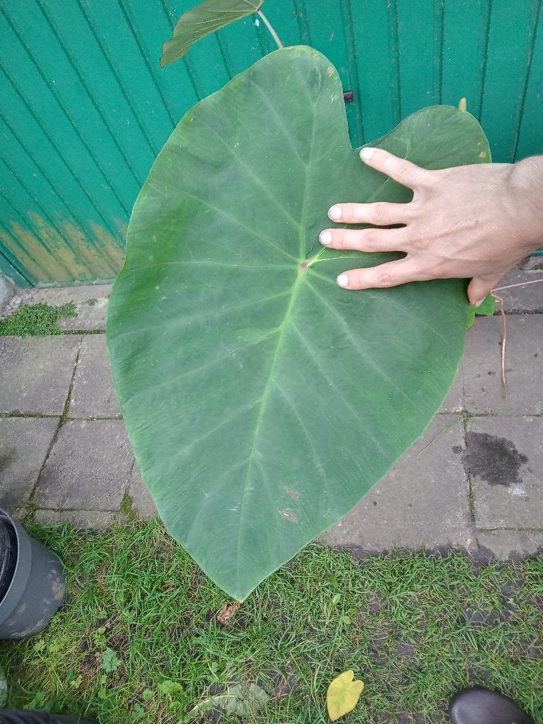 winterharde olifantsoor colocasia 'pink china', Tuin en Terras, Vaste plant, Halfschaduw, Zomer, Ophalen