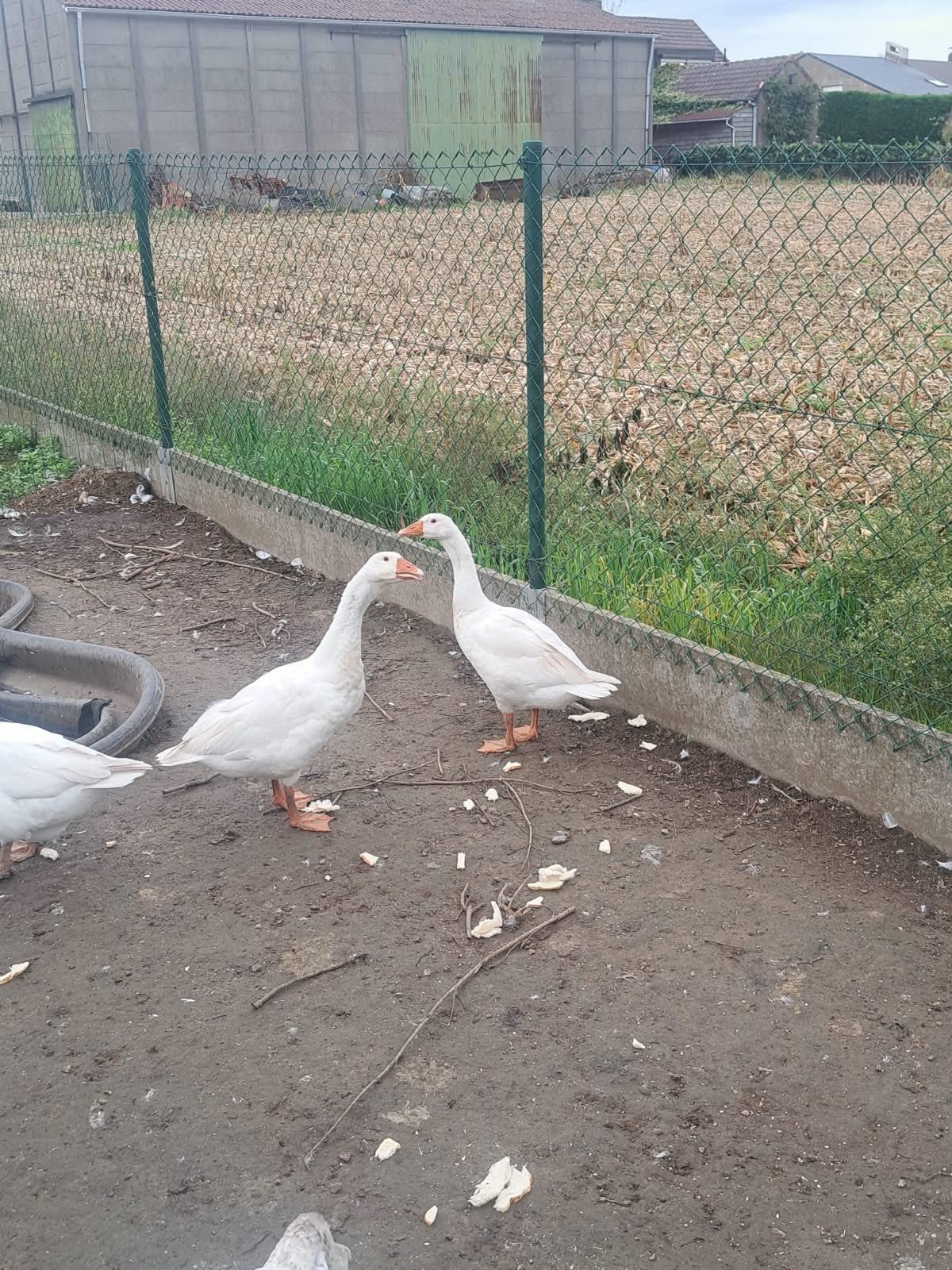 2 grauwe ganzen te koop, Sexe inconnu, Oie ou Cygne