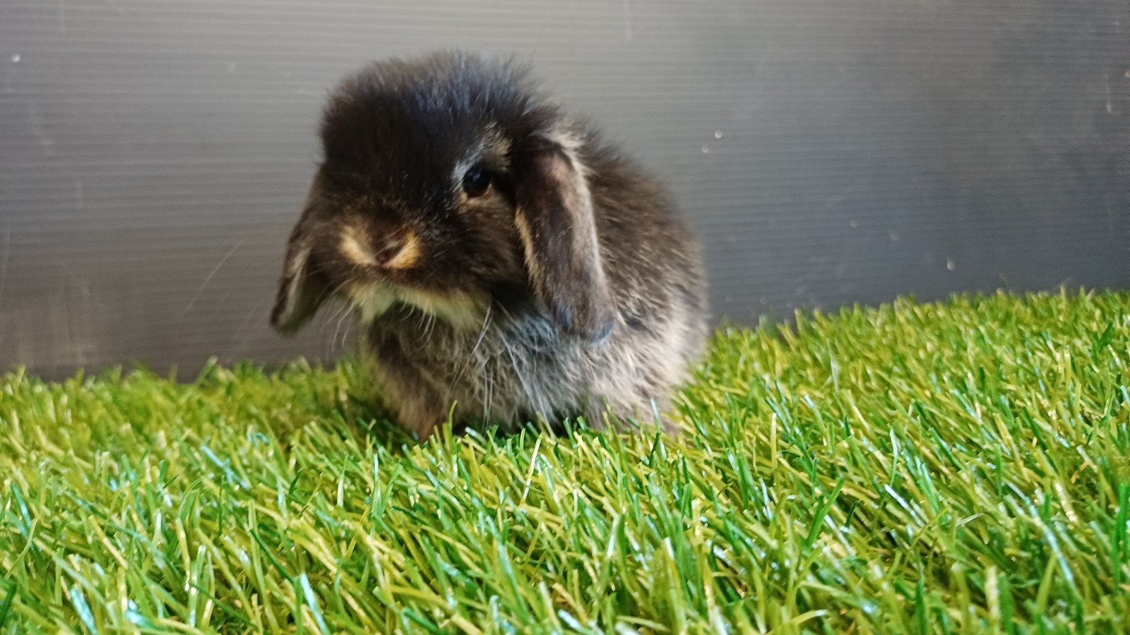 Raszuivere zindelijke handtamme vrouwelijke minilop jong, Dieren en Toebehoren, Konijnen, Vrouwelijk, Dwerg, Hangoor, 0 tot 2 jaar